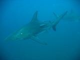 Sudafrica Sara - 22